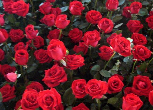 玫瑰花是热性还是凉性的