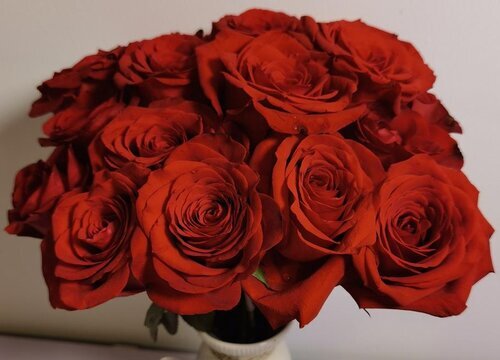 玫瑰花是热性还是凉性的