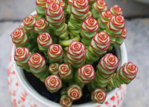 钱串子可以水培吗