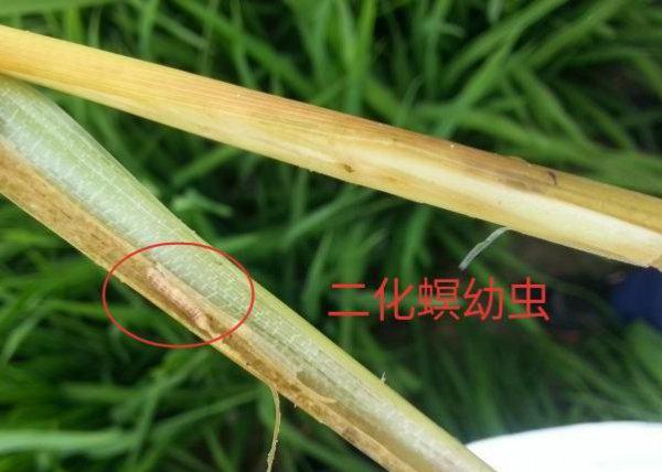 水稻二化螟虫害用什么方法防治效果比较好？
