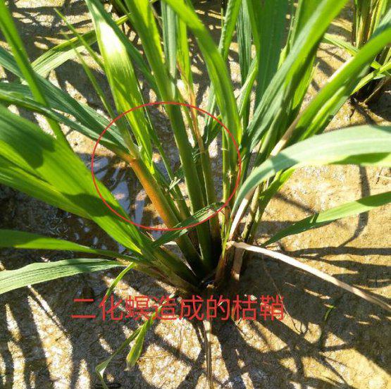 水稻二化螟虫害用什么方法防治效果比较好？