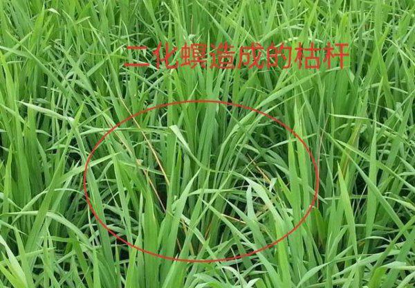 水稻二化螟虫害用什么方法防治效果比较好？