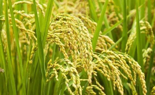 水稻二化螟虫害用什么方法防治效果比较好？