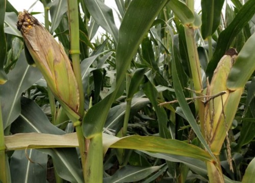 全国玉米价格最新行情走势