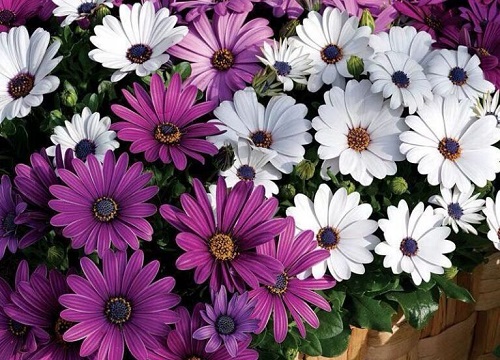 万寿菊的功效与作用