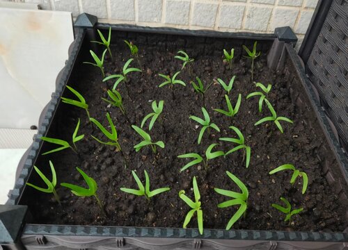 阳台种南瓜的方法