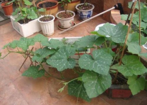 阳台种南瓜的方法