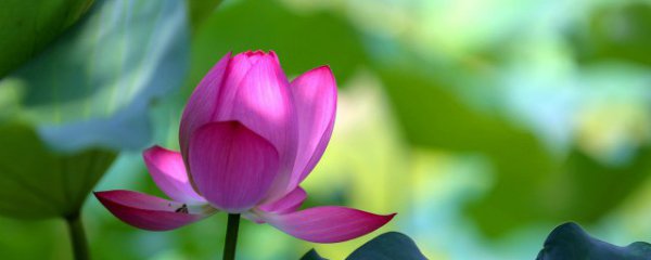 冬天的莲子怎么种植