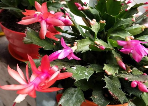 蟹爪兰怎么养护株型越饱满