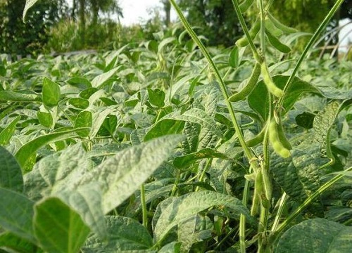 毛豆的种植方法和技术