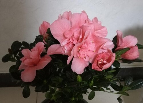刚买回来的杜鹃花要怎么养