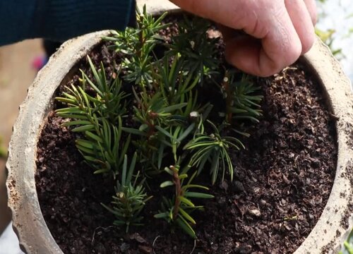 红豆杉的修剪与扦插的方法