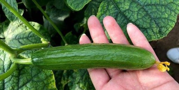 黄瓜苦味瓜的产生原因及预防措施