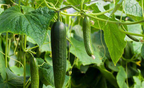 黄瓜苦味瓜的产生原因及预防措施