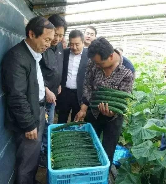 黄瓜苦味瓜的产生原因及预防措施