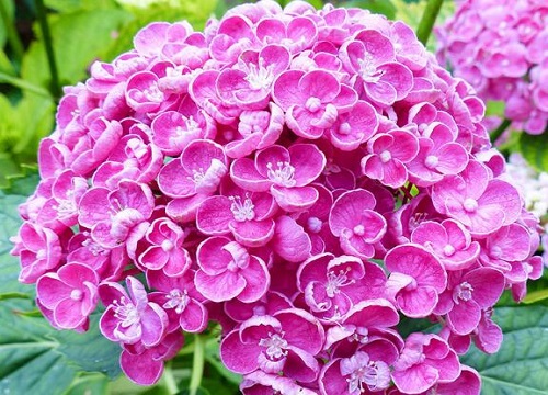 新手怎么养殖绣球小苗长得好