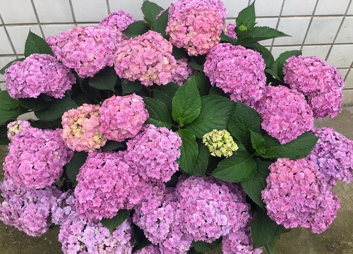 新手怎么养殖绣球小苗长得好