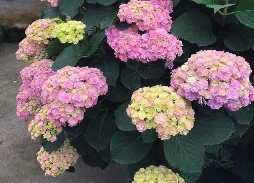 新手怎么养殖绣球小苗长得好