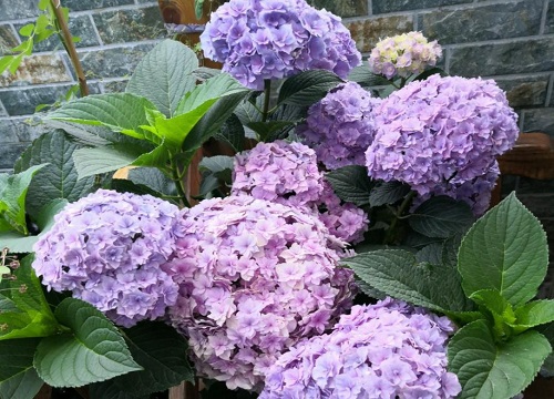 新手怎么养殖绣球小苗长得好