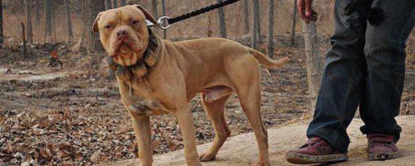 世界十大猛犬排名