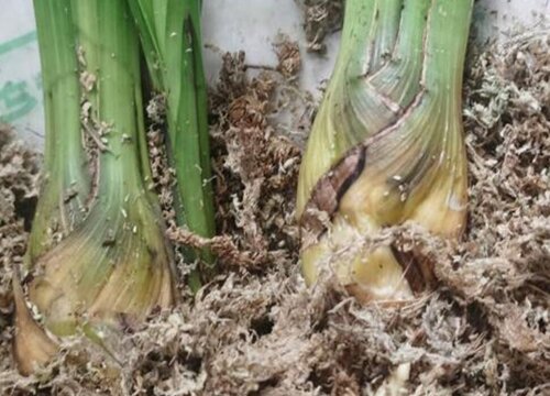 花卉烂根的四大信号