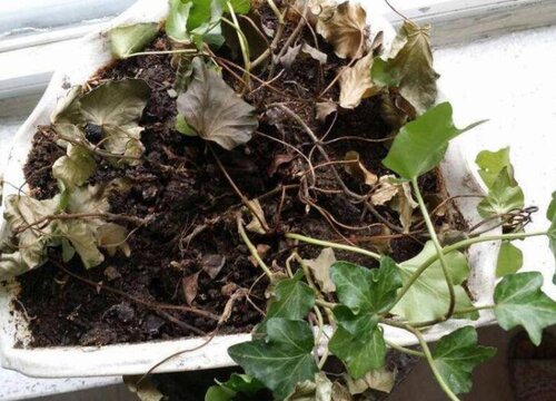 花卉烂根的四大信号