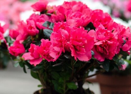 杜鹃花如何养护年年开花轻松爆盆