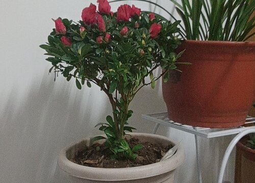 杜鹃花如何养护年年开花轻松爆盆