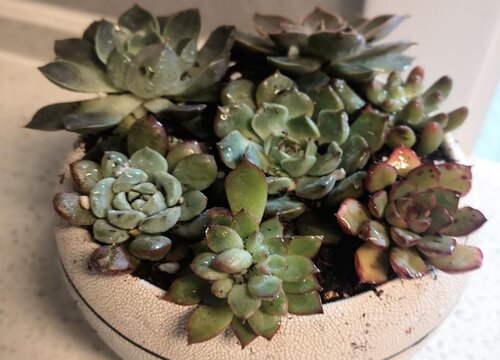 刚买回来的多肉如何修根