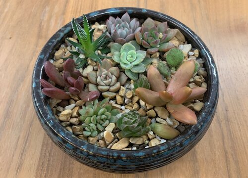 刚买回来的多肉如何修根