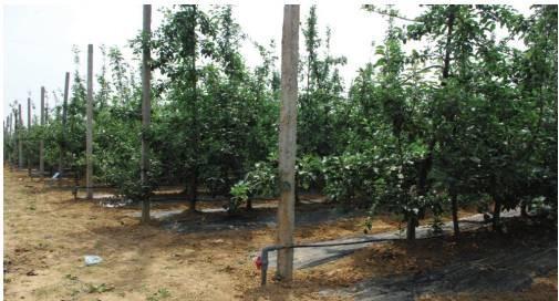 苹果树如何浇水方式好