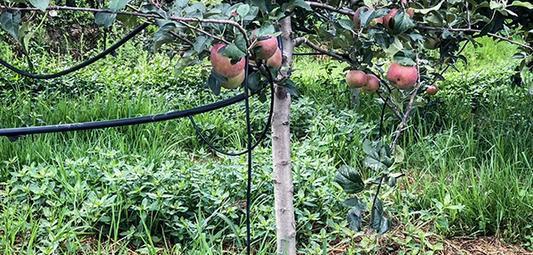 苹果树如何浇水方式好