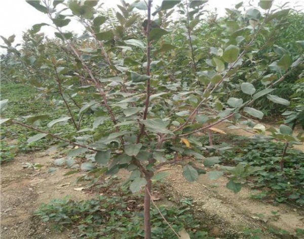 苹果树如何浇水方式好