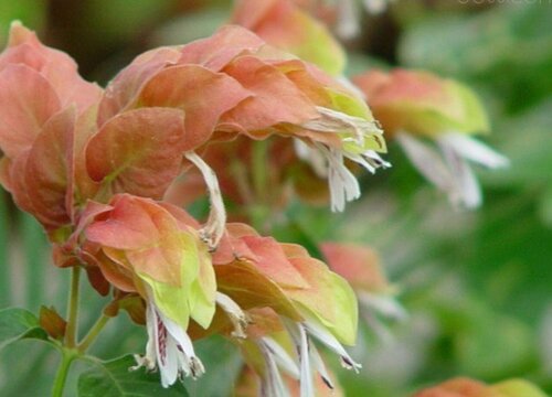 小众有寓意的花草