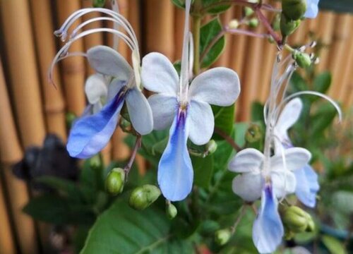 小众有寓意的花草