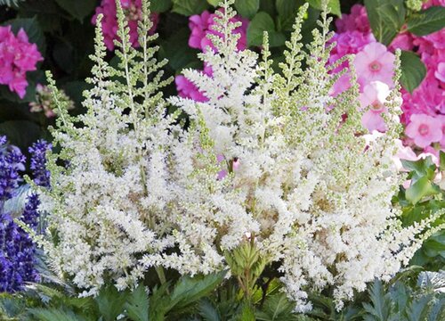 小众有寓意的花草