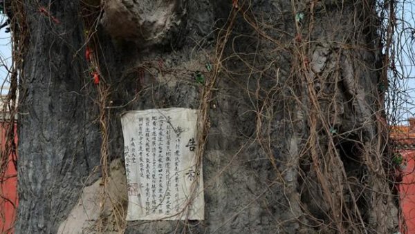 山西大槐树是哪个市哪个县