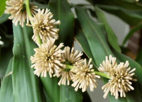 香龙血树开花是什么兆头