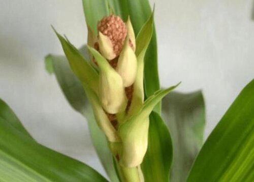 香龙血树开花是什么兆头