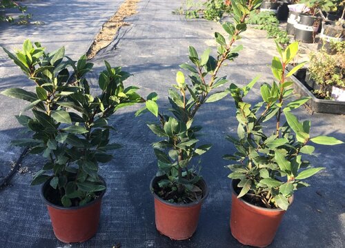 桂花树的根无法正常呼吸怎么办