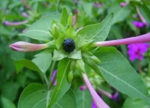 紫茉莉花期是什么时候