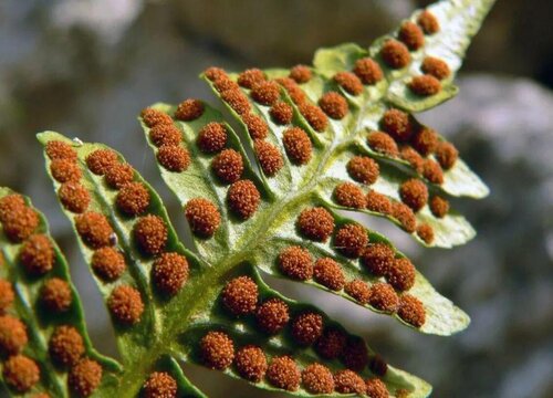 裸子植物有花吗