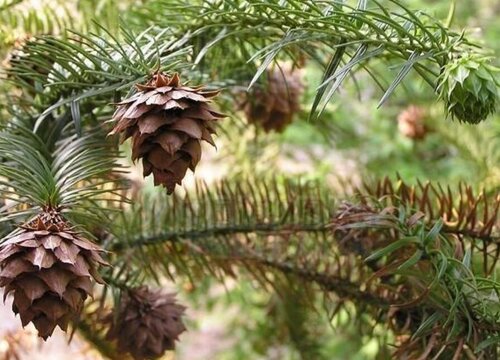 裸子植物有花吗