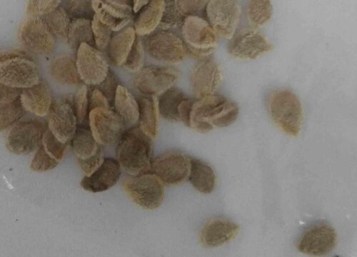 番茄种子什么品种最好