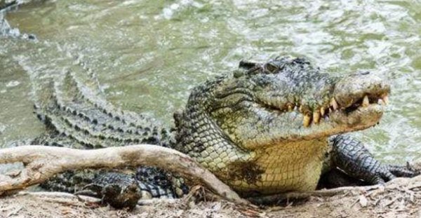 最大的爬行动物