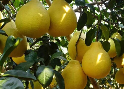 沙田柚的功效与作用及食用方法