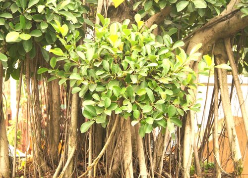 榕树能活多少年