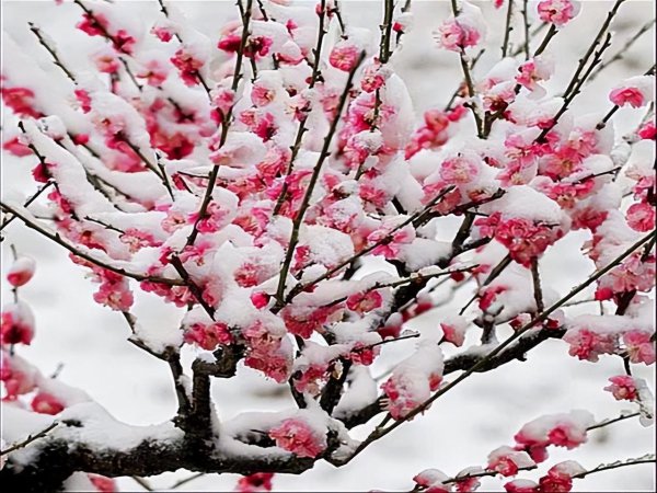 梅花魂的主要内容