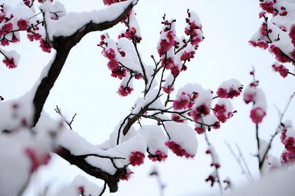 梅花魂的主要内容
