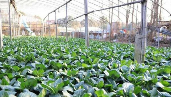 菜农滞销青菜被认购